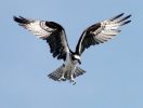 Seelentier Adler