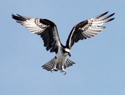 Seelentier Adler