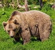 Seelentier Bär