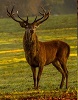 Seelentier Hirsch