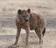 Seelentier Hyäne
