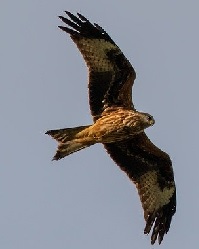 Seelentier Rotmilan